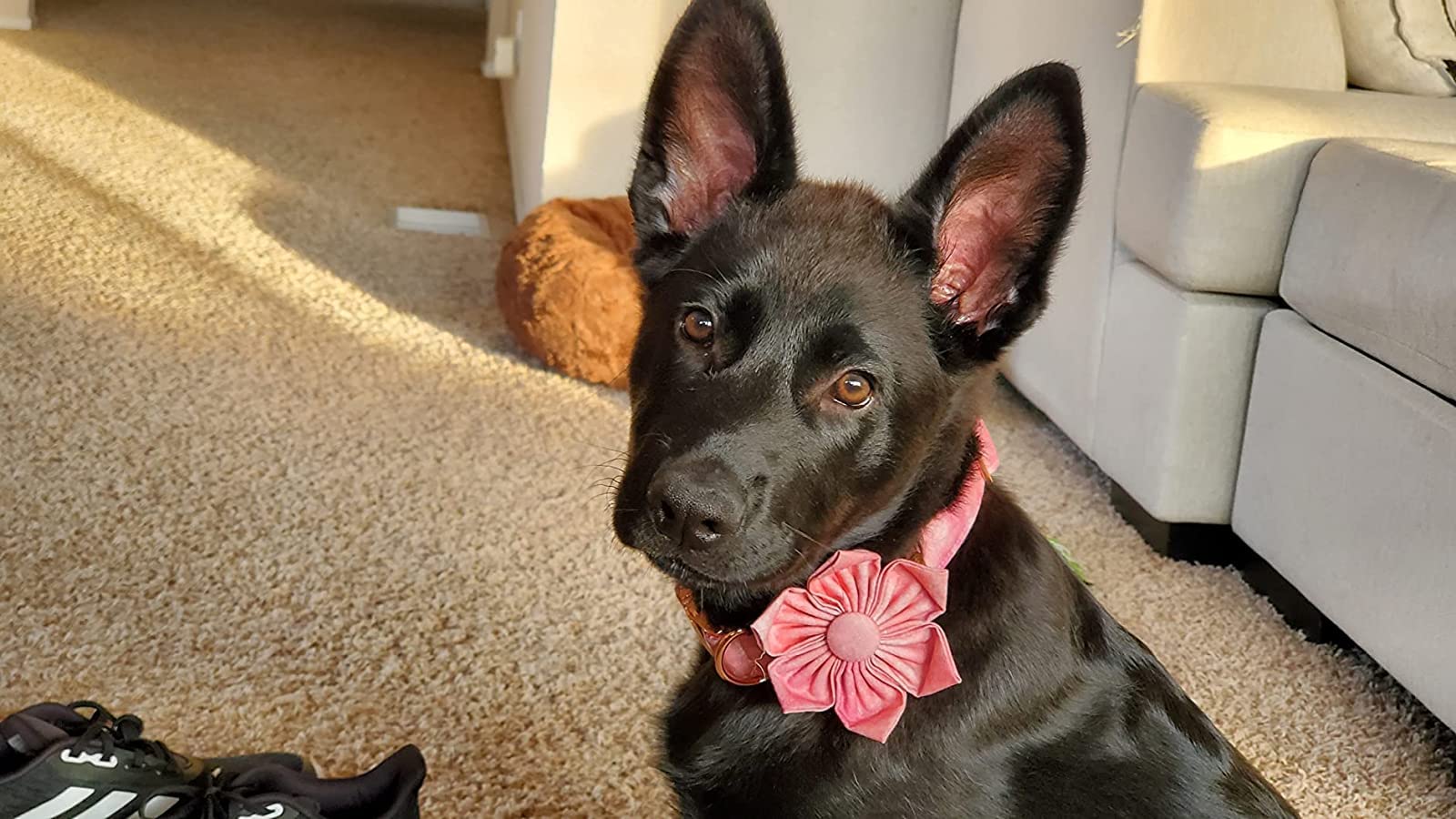 Elegant little tail premium cotton fabric collar feels gentle on skin.