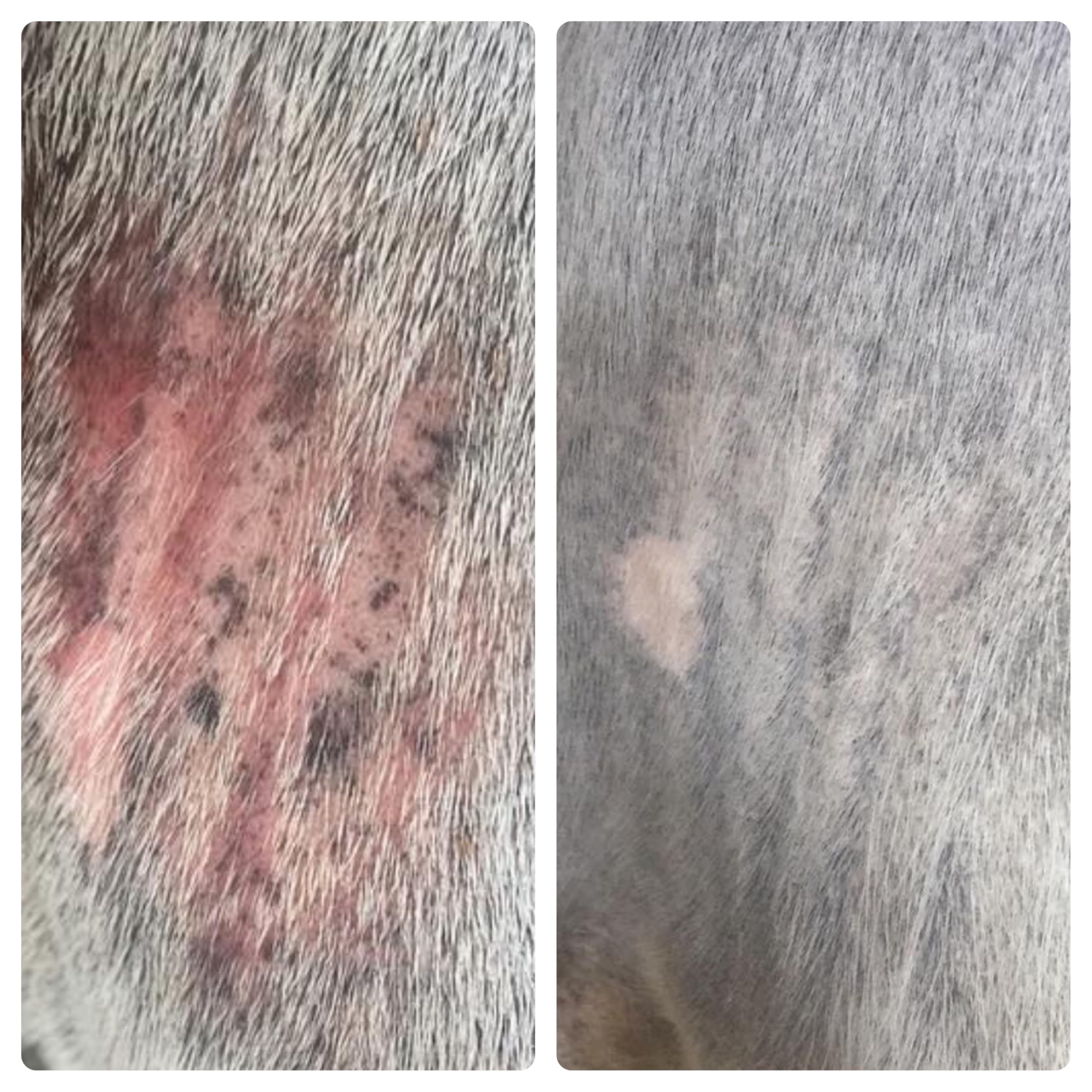 Elemental EQ5UINE Skin Salvation Spray coat after use displays healthy shine