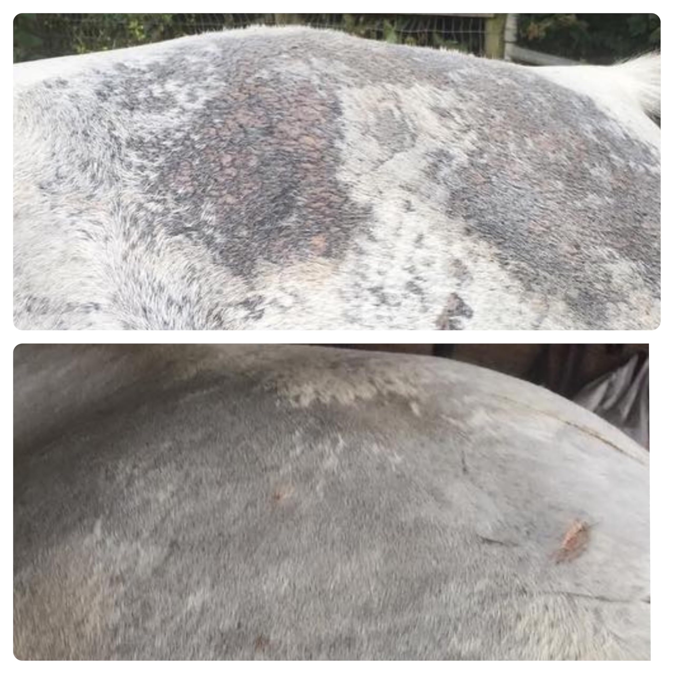 Elemental EQ5UINE Skin Salvation Spray on horse mane rubbing area