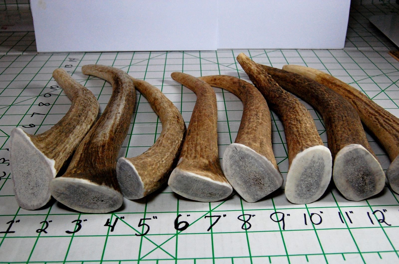 Antler chew with sanded edges for indoor use