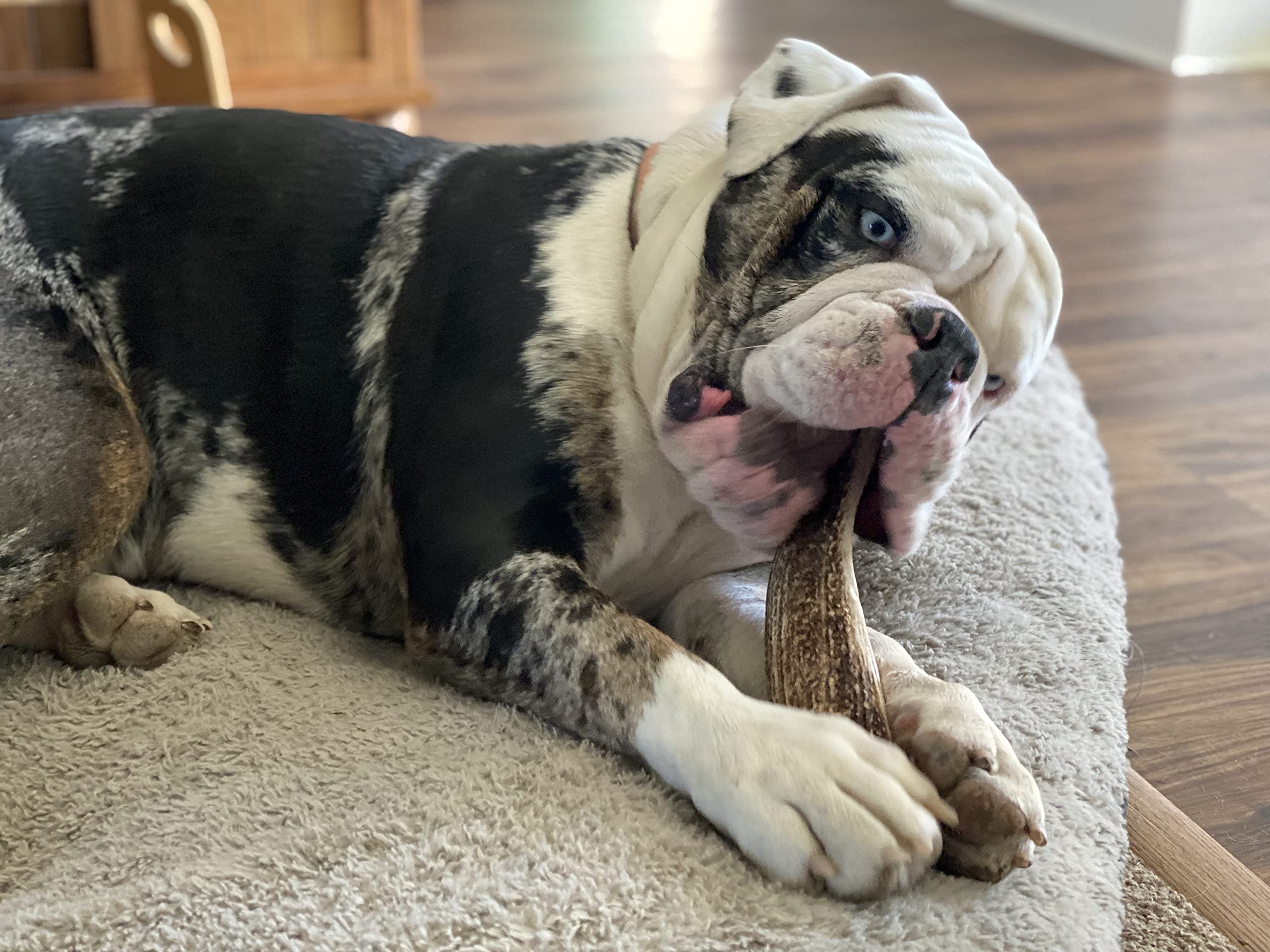 Elkhorn Premium Chews whole unsplit elk antler for lasting fun
