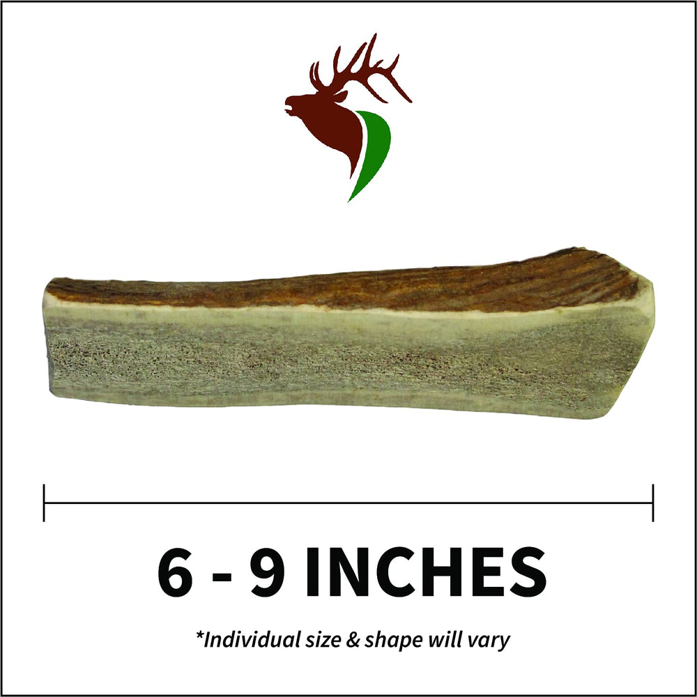 Elkhorn Premium Chews inner marrow access close-up showing tasty center