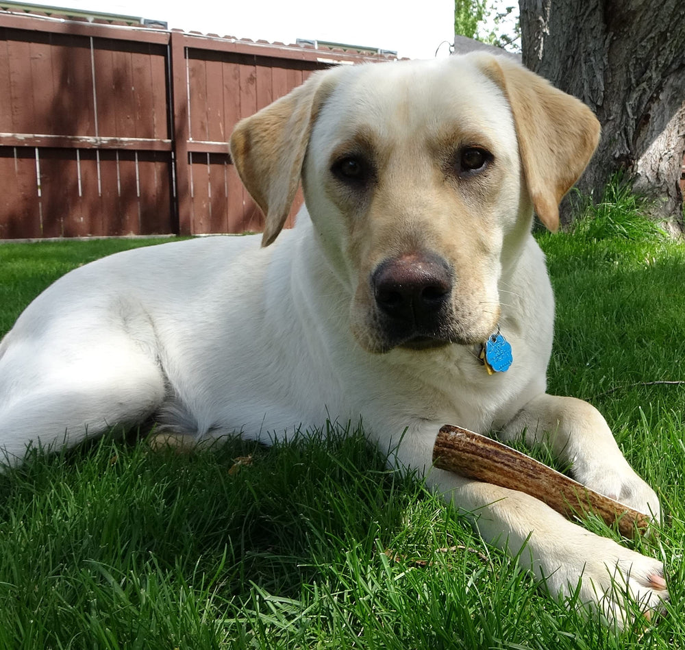 Elkhorn Premium Chews: no-mess, no-odor design for cleaner chewing sessions.