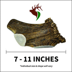 Elkhorn Premium Chews smooth edges hand-cut, safer chewing for large dogs.