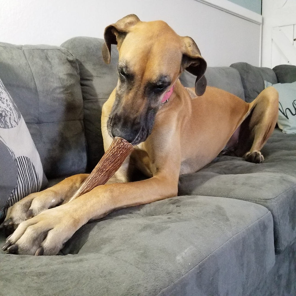 Elkhorn Premium Chews USA-sourced elk antler, perfect for aggressive chewers.