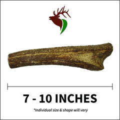 Elkhorn Premium Chews X Large whole antler dog chewing action for long lasting entertainment