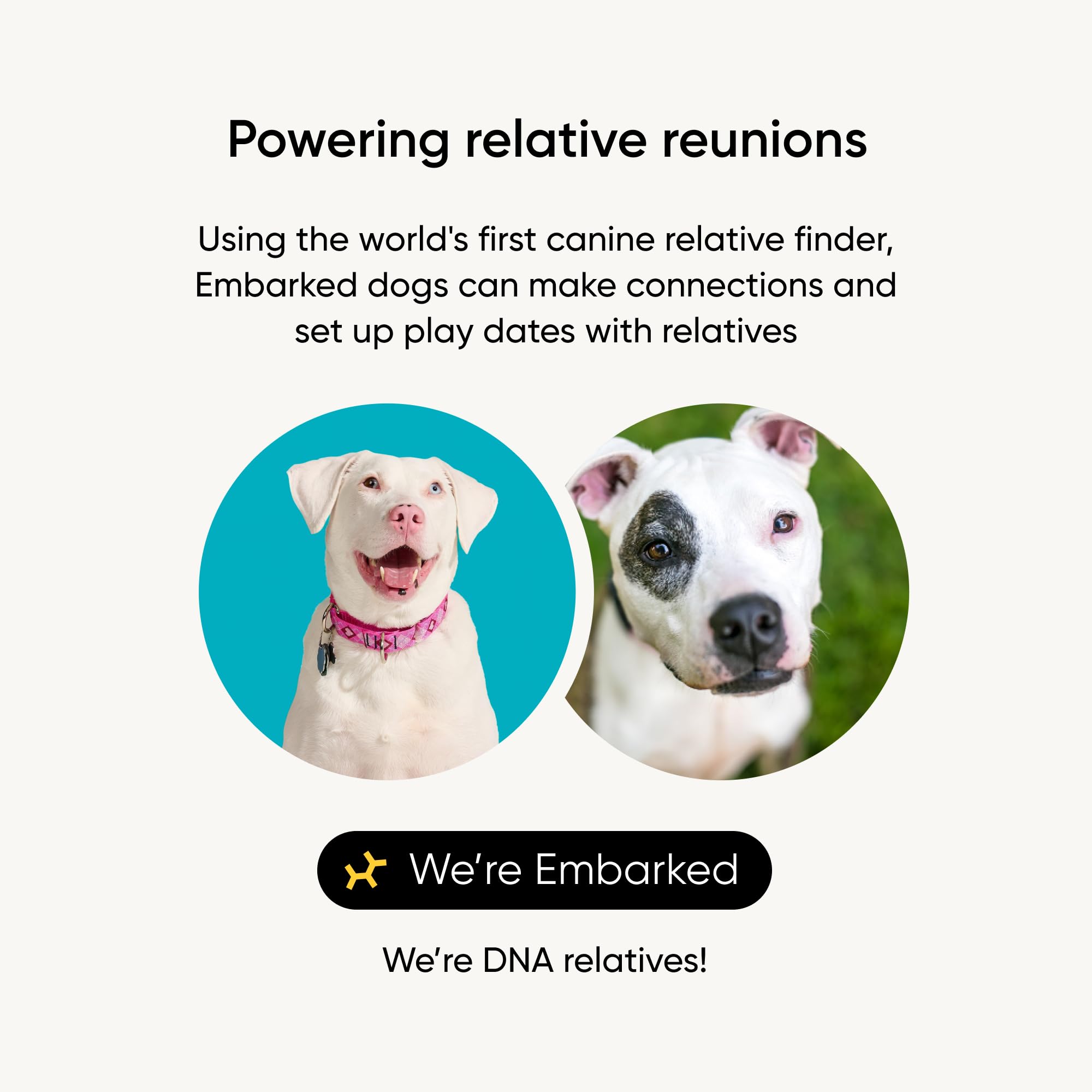 Embark-ancestry-dna-map reveals breed lineages back to great-grandparents