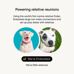 Embark-ancestry-dna-map reveals breed lineages back to great-grandparents