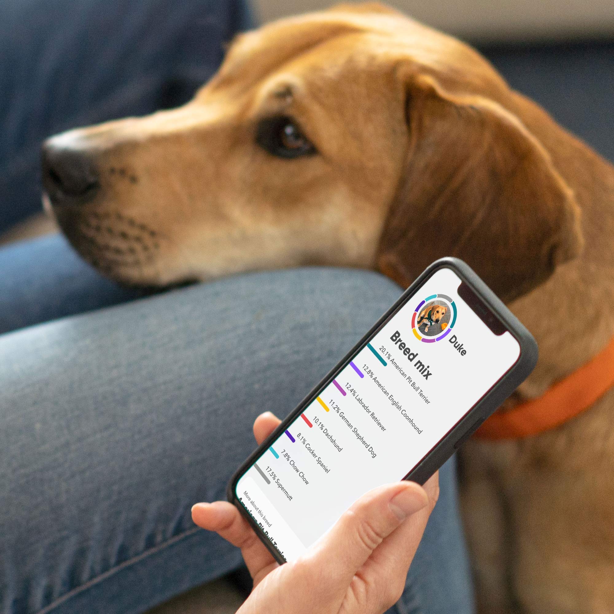 Embark DNA sample collection demonstrates a simple at-home step for genetic testing.