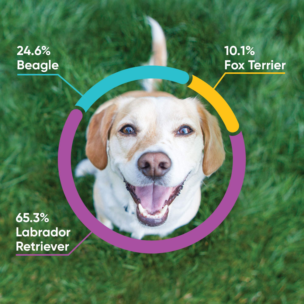 Embark breed identification chart highlights your dog's heritage and potential health indicators.
