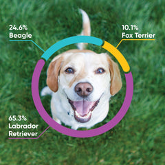 Embark breed identification chart highlights your dog's heritage and potential health indicators.