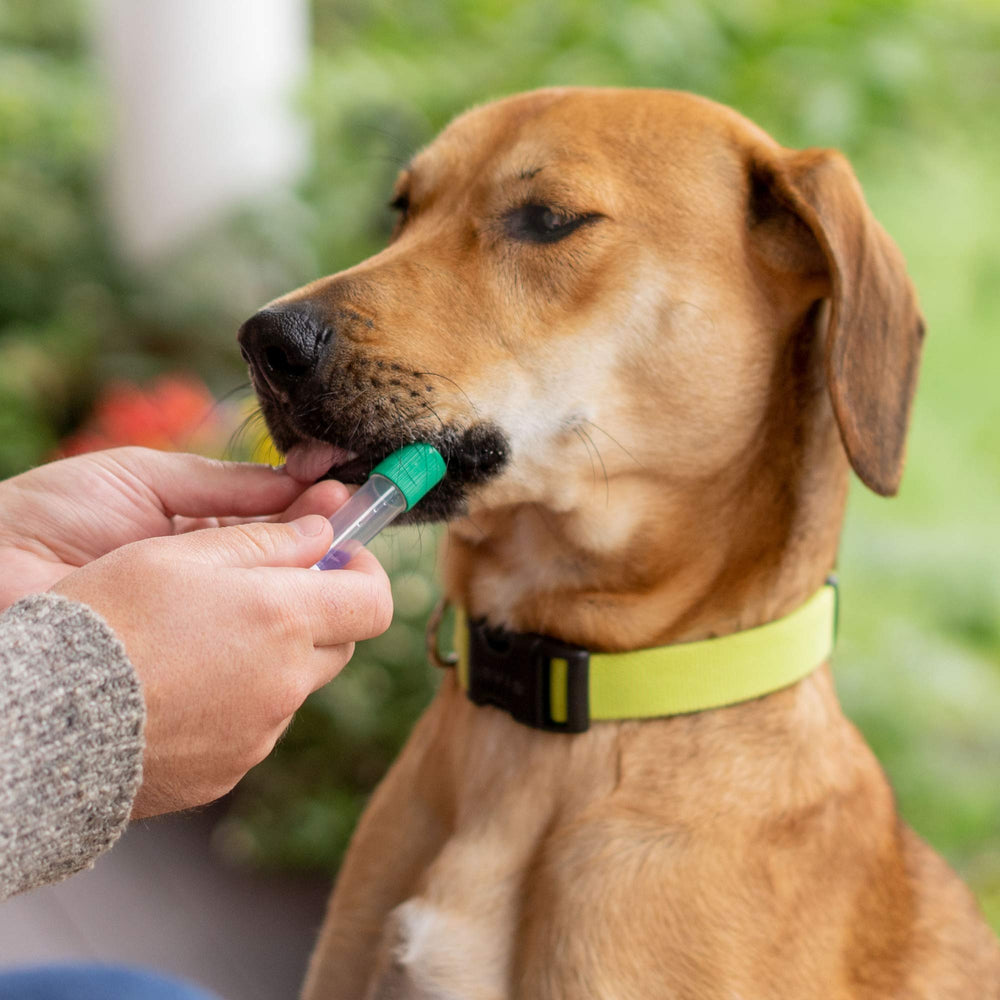 Embark health insights section outlines genetic screening possibilities for planning care.