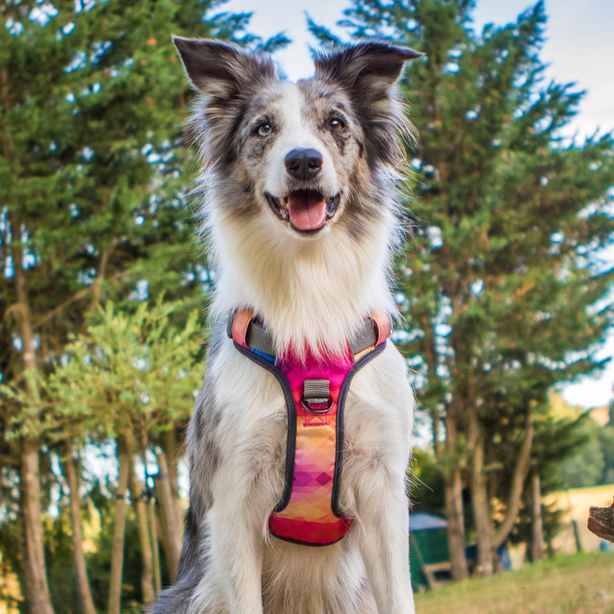 Embark Pets Adventure Harness back-clip attachment for alternative leash setup