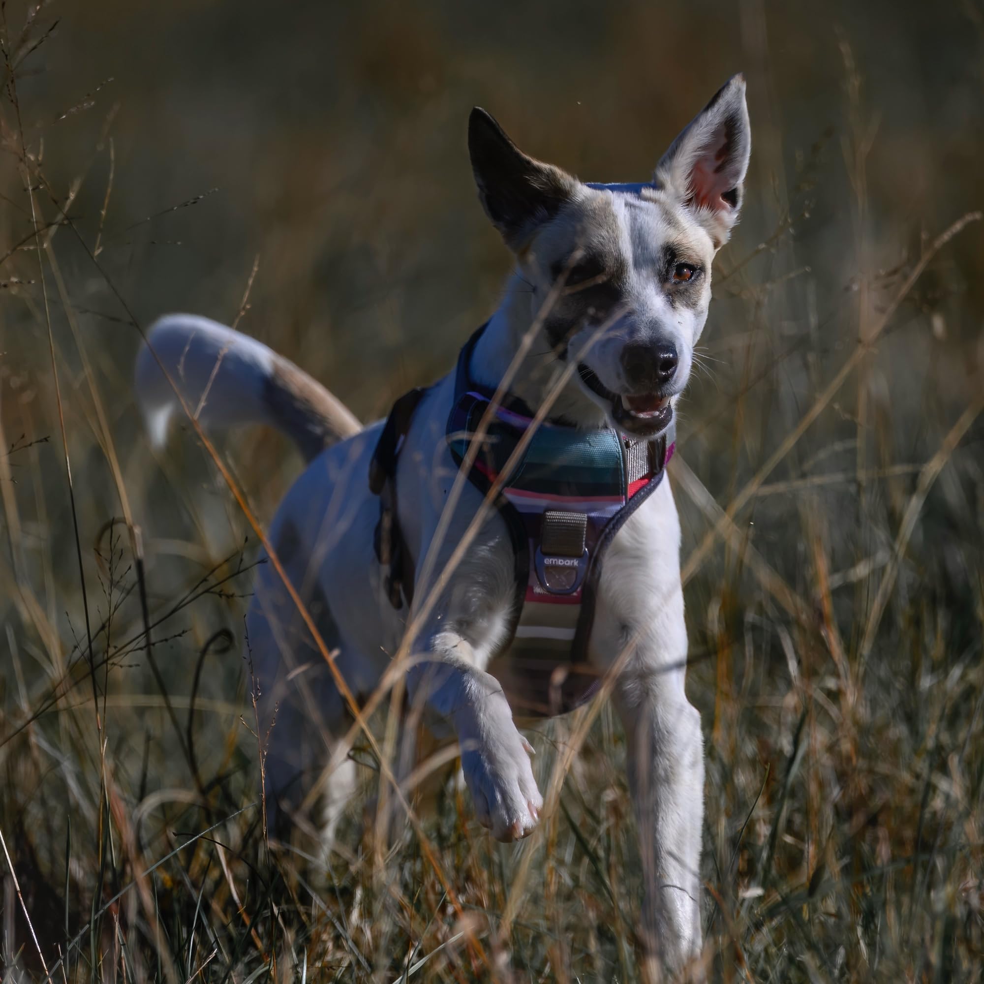 Embark Pets Adventure Harness dog walking scene showcasing usage