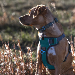 Embark Pets Adventure XL gel-lined handle offers comfortable, steady control