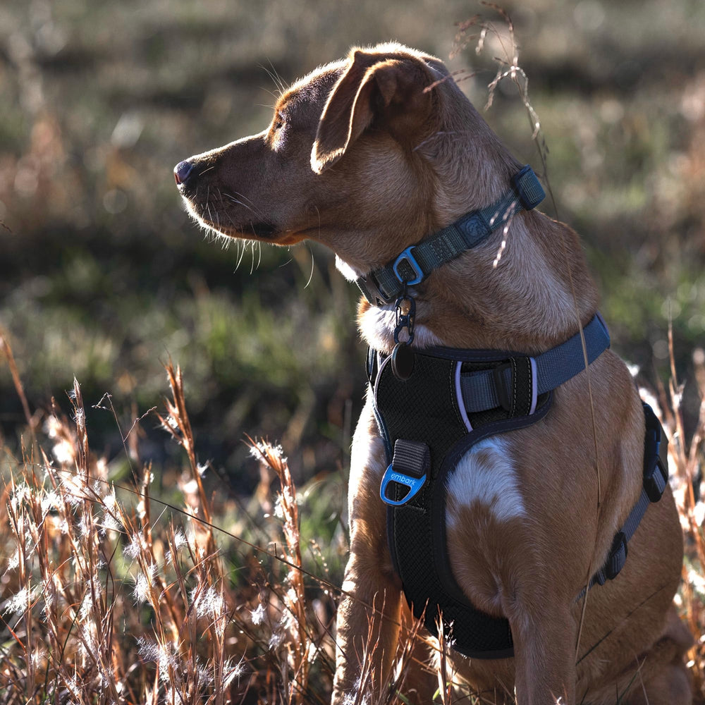 Embark Pets Adventure XL Harness size chart guides a precise fit