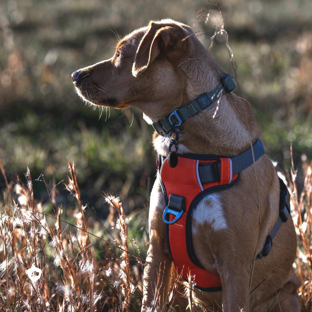 Gel-lined handle on Embark Adventure harness offers comfortable, confident control.
