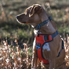 Gel-lined handle on Embark Adventure harness offers comfortable, confident control.