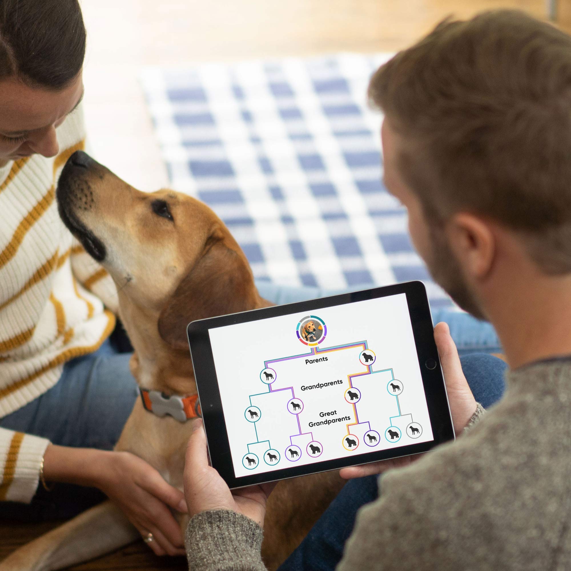 Embark result report preview offers actionable insights to discuss with your vet.