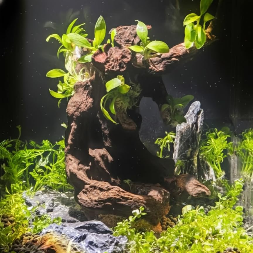 Emours driftwood branch succulents and air plants display with organic charm.
