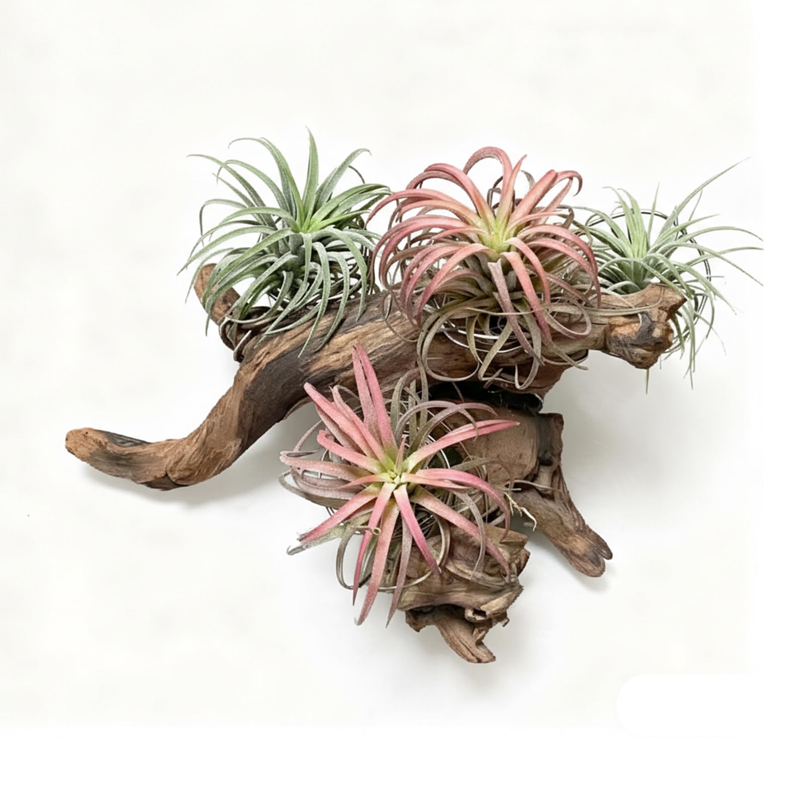 Emours driftwood-branch wooden decoration suitable for crafts and DIY projects.
