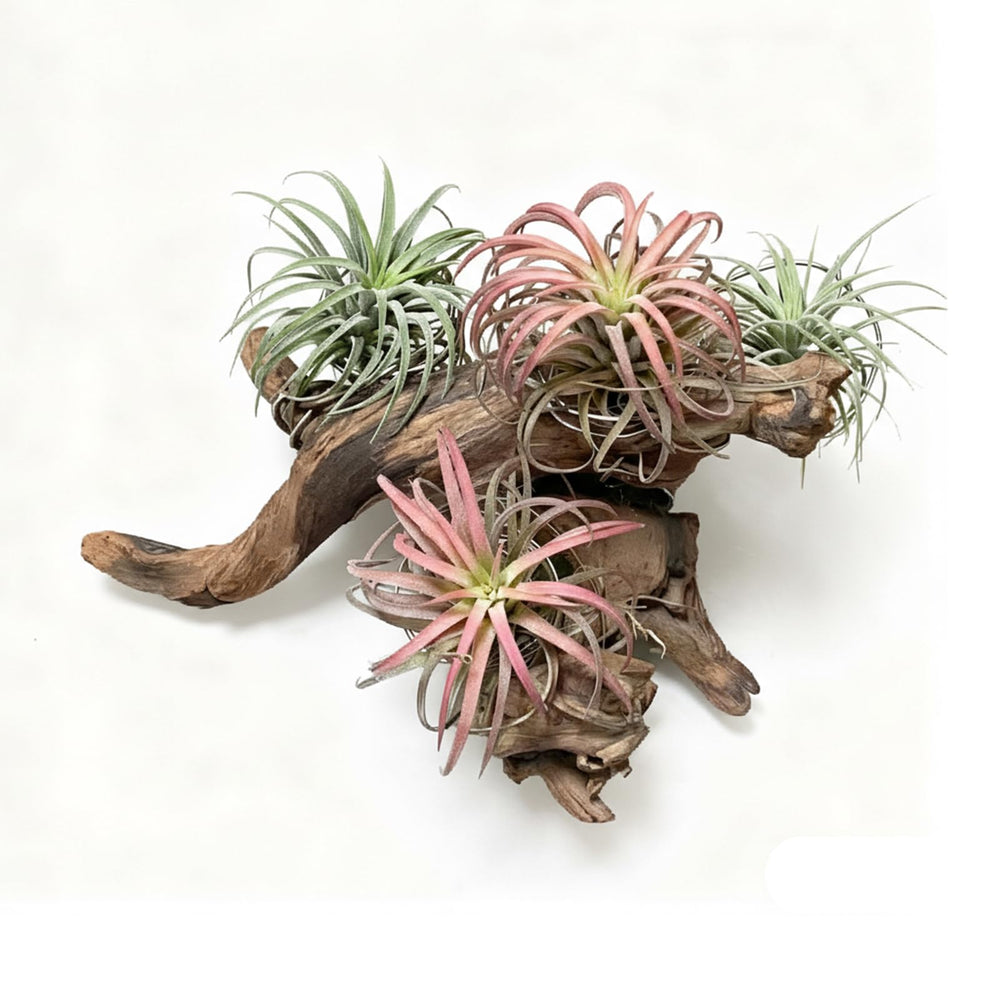 Emours driftwood-branch wooden decoration suitable for crafts and DIY projects.