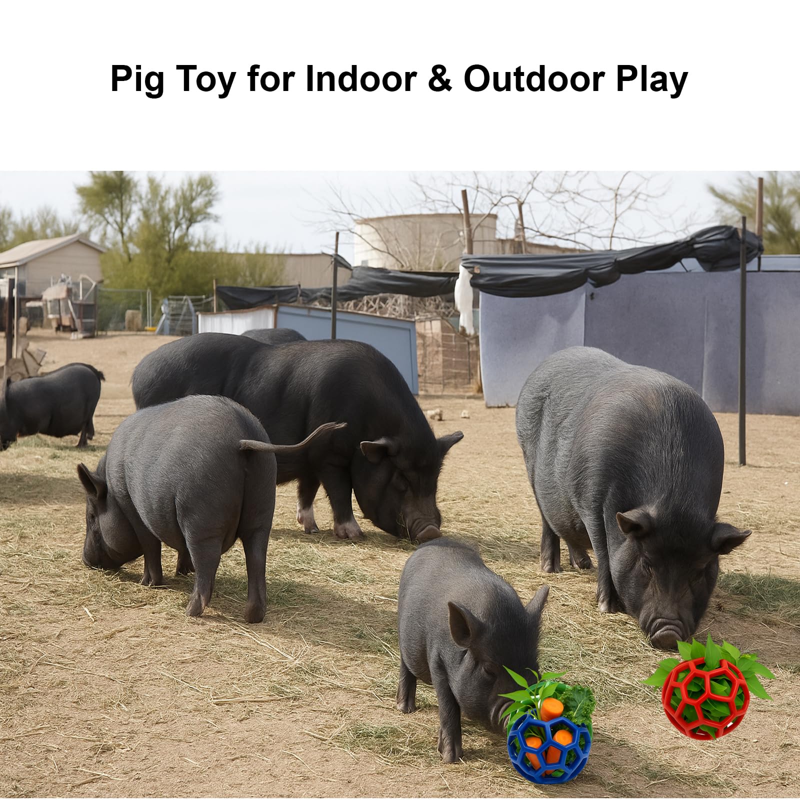 Enochainchin pig enrichment ball on ground encourages rooting and exploration