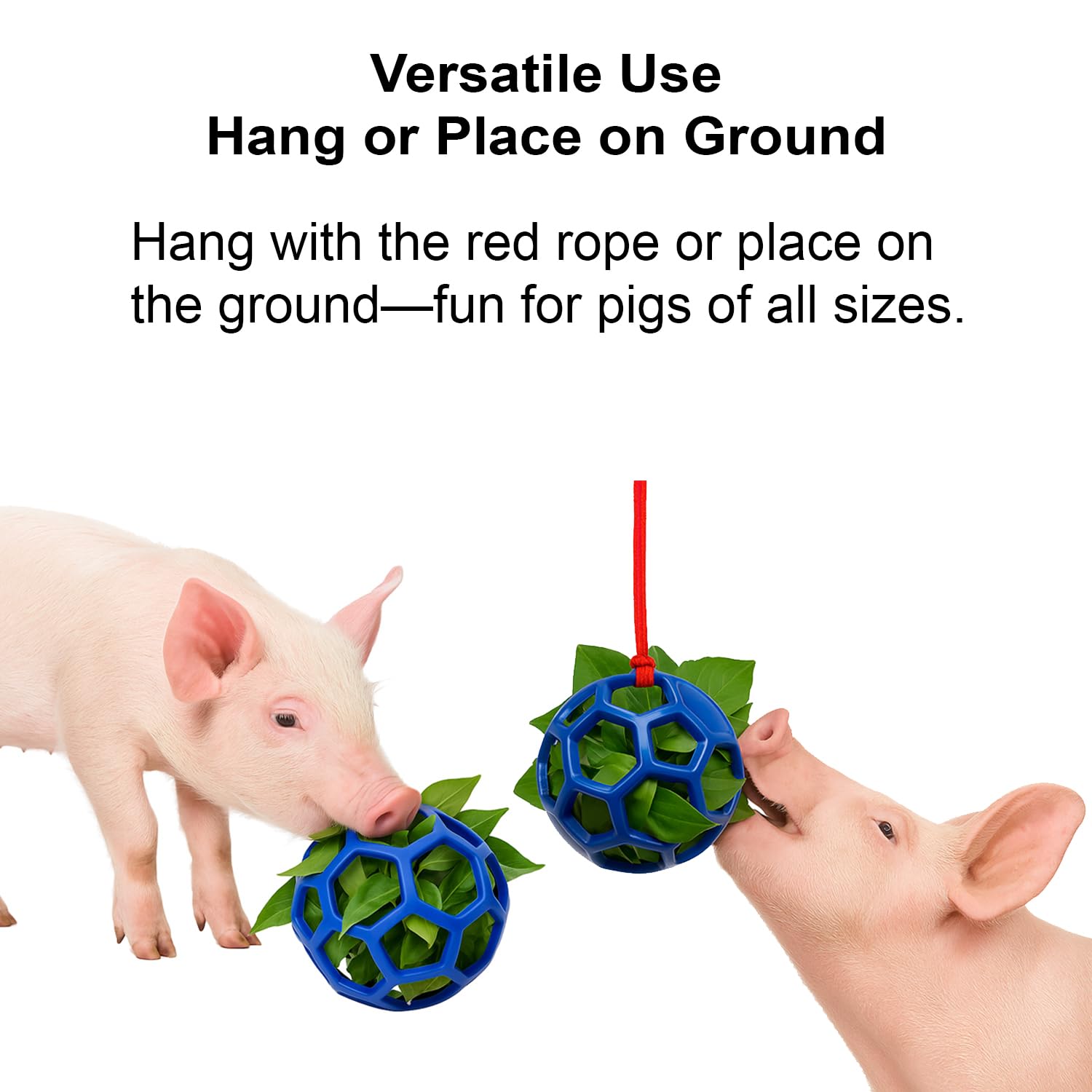 Enochainchin pig enrichment ball rope setup promotes swinging play