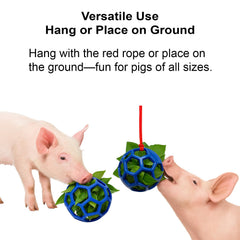Enochainchin pig enrichment ball rope setup promotes swinging play