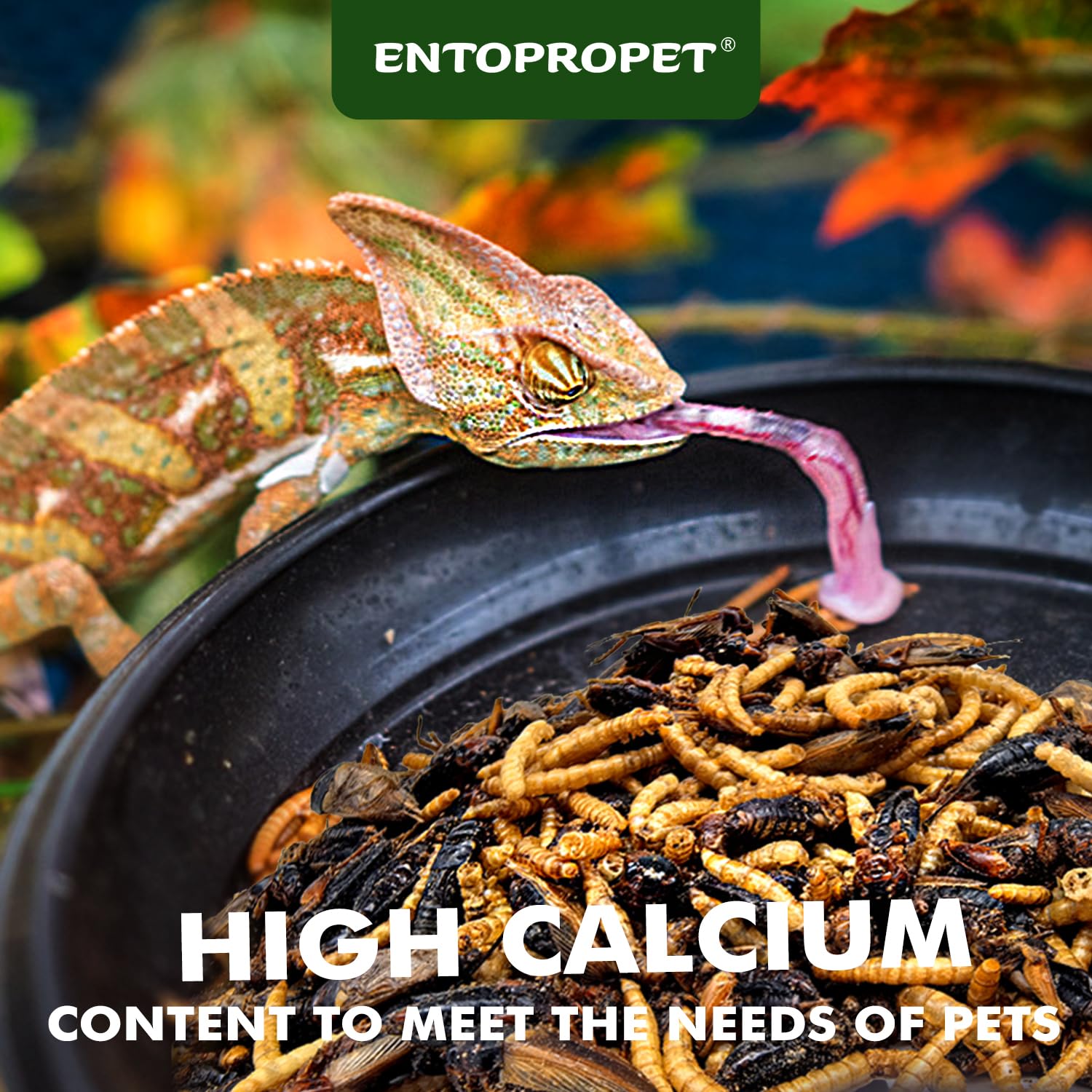 Entopropet medley in bowl highlighting high calcium and protein support for bearded dragons.