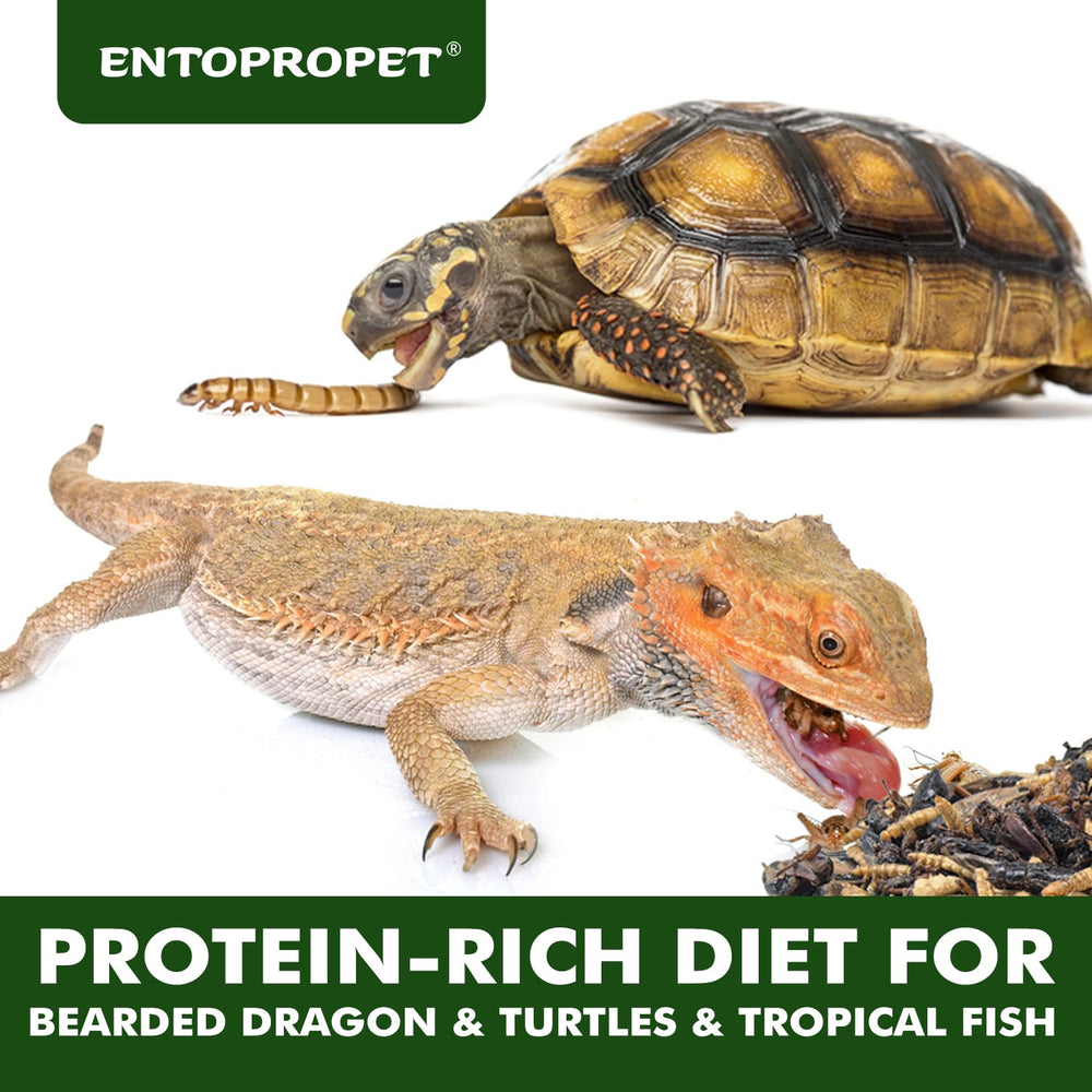 Close-up of Entopropet insects showcasing crisp texture ideal for reptile snacks.