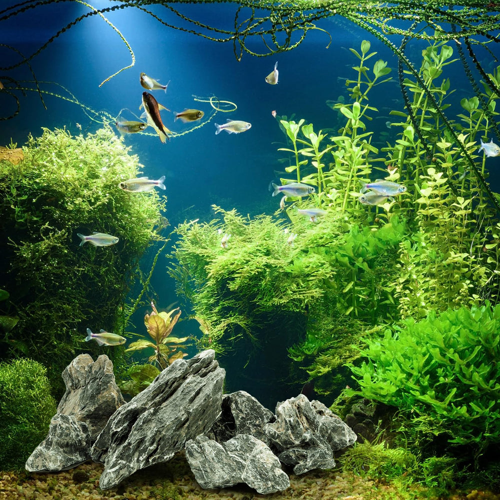 Eorbow Seiryu stones are alkaline-compatible for certain hardy fish