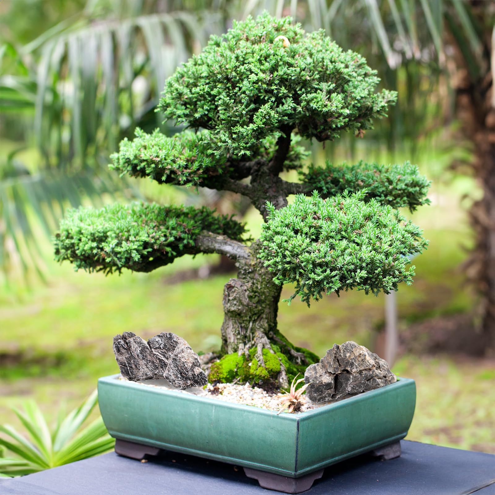 Eorbow Seiryu rocks range 2–8 inches for varied layouts
