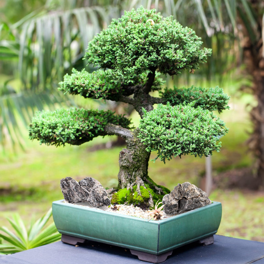 Eorbow Seiryu rocks range 2–8 inches for varied layouts