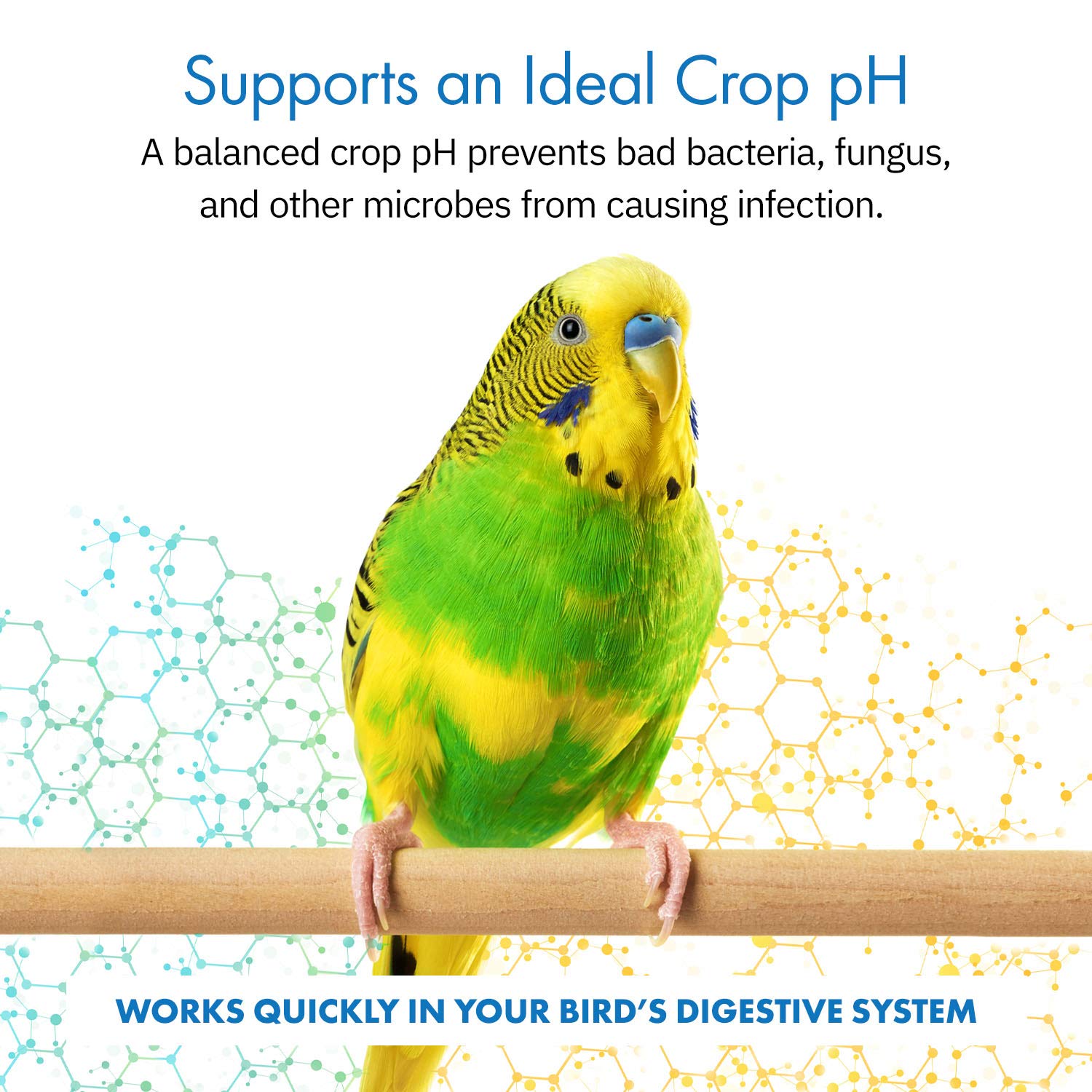 Equa Holistics HealthyGut ingredients label shows probiotic species and quality.