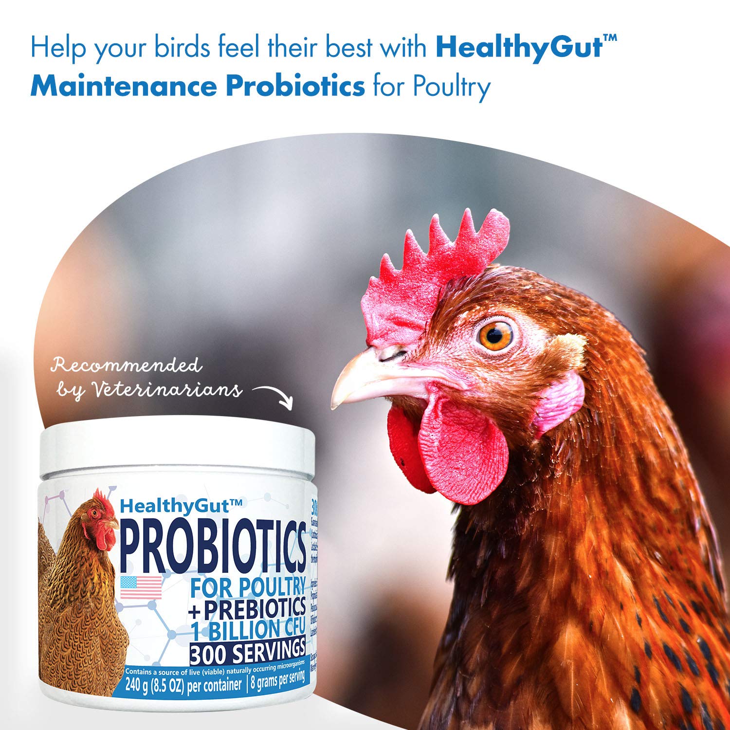 Egg-laying hen in coop supported by Equa Holistics HealthyGut.