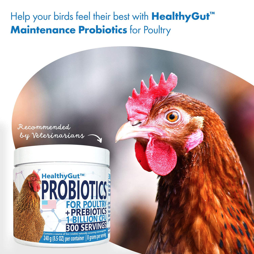 Egg-laying hen in coop supported by Equa Holistics HealthyGut.