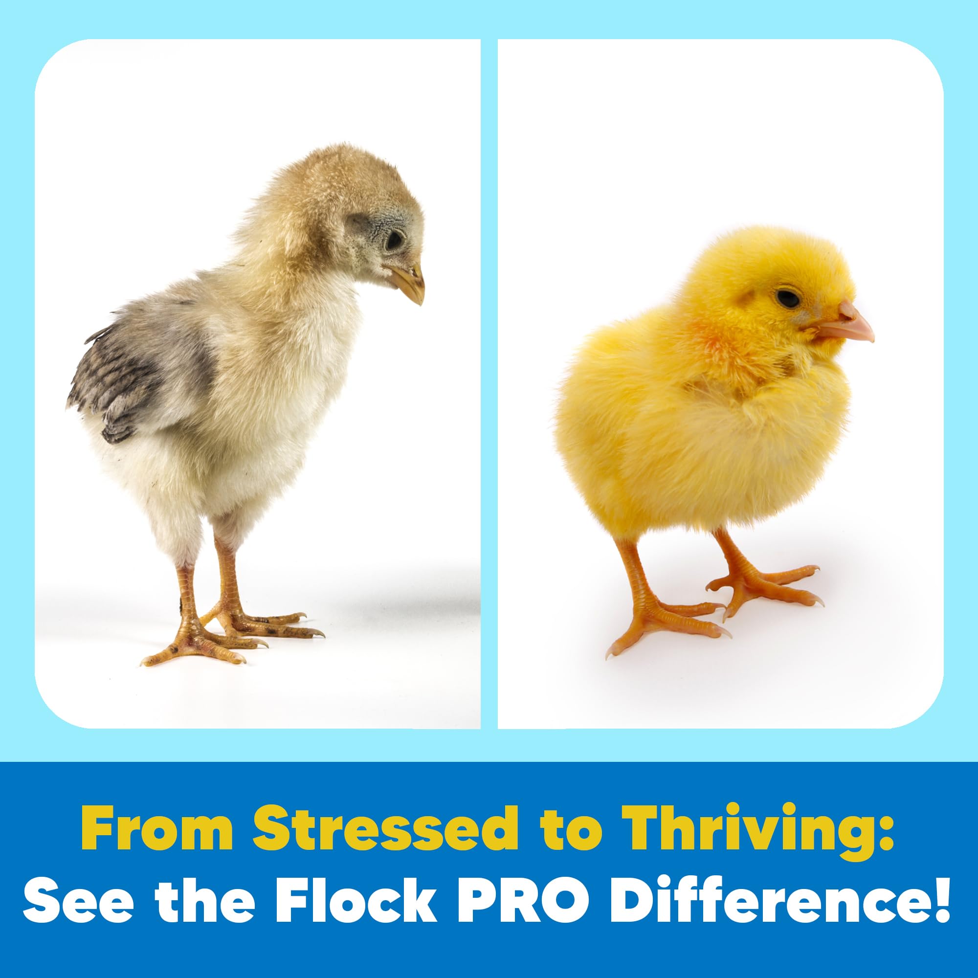 Equerry's Flock PRO image showing daily-use bottle for early-life supplementation