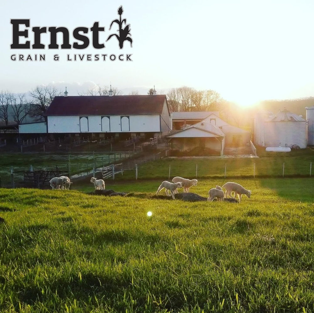 Ernst Grain cracked corn stored in bulk bin for year-round access