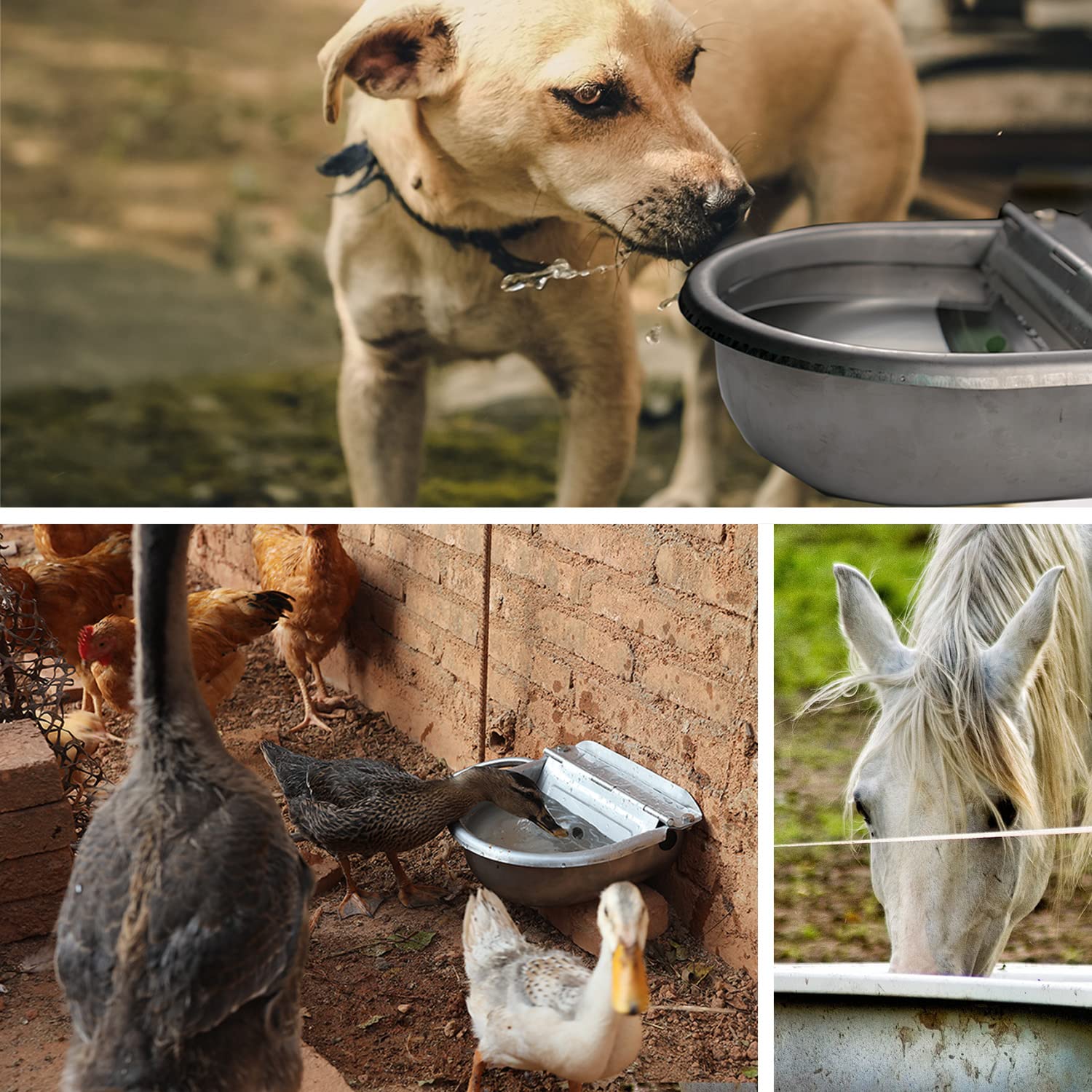Essilnn waterer highlighting durable stainless steel construction for long life.