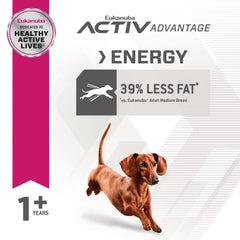 Active small breed dog running outdoors demonstrates maintained mobility.