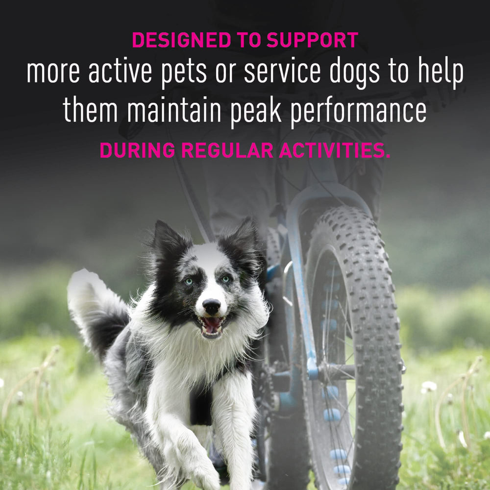 Eukanuba Premium Performance 26/16 Exercise hero-dog illustrates strength support and post-exercise recovery