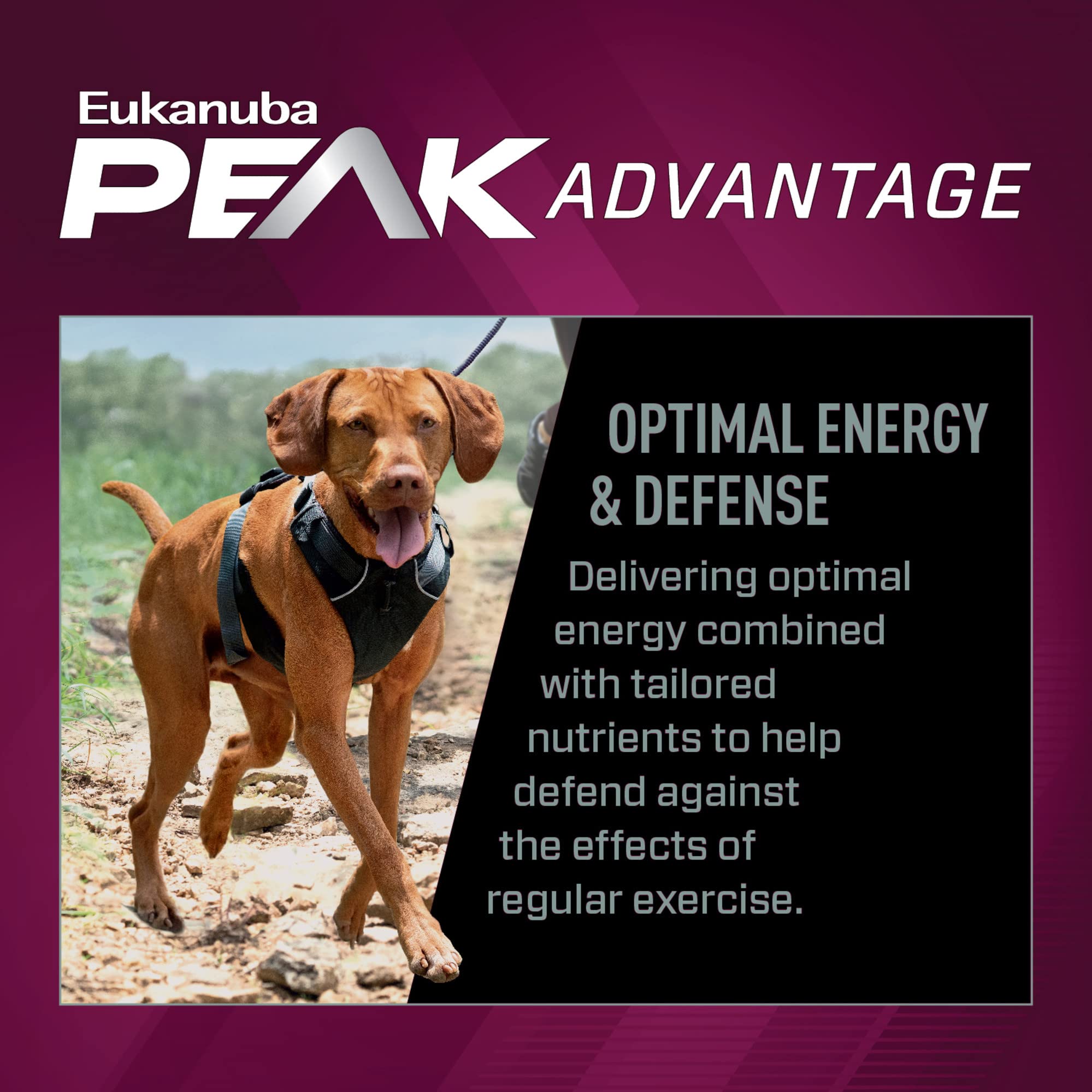 Eukanuba Premium Performance 26/16 Exercise dog running shows joint-supporting nutrition for agility