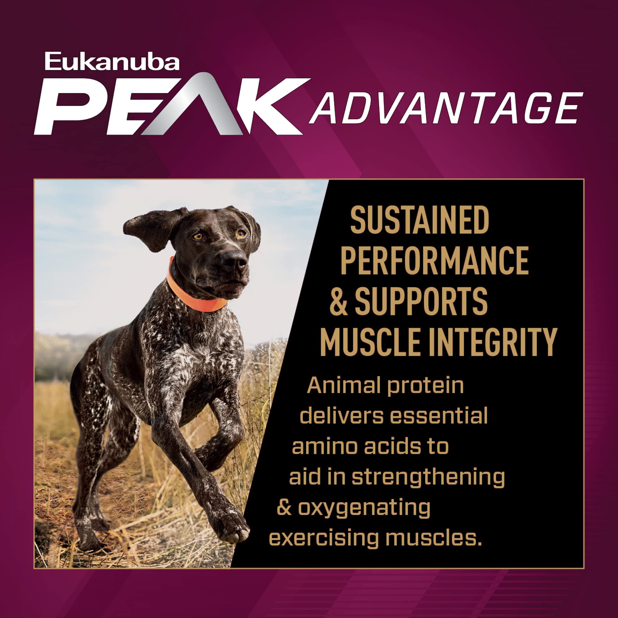Eukanuba sport dog digestion support with prebiotics shown in bowl