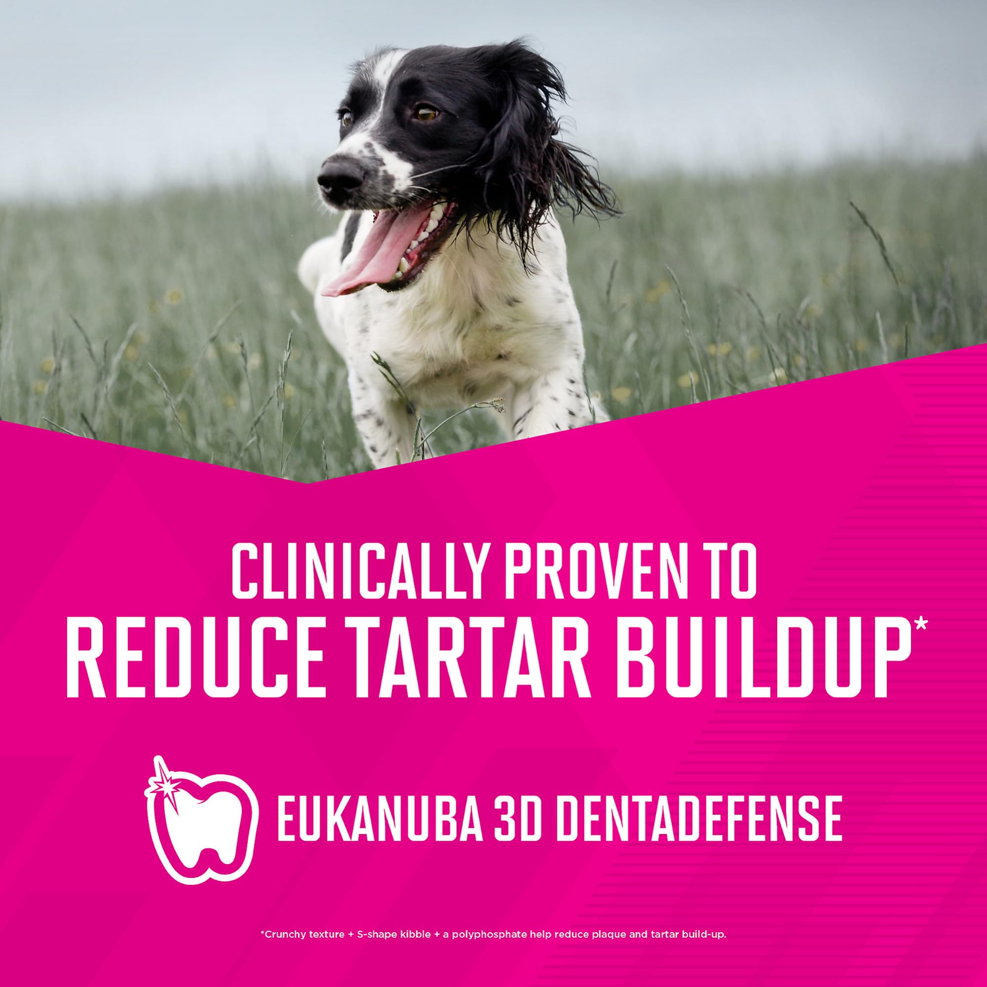 Eukanuba mixed feeding with wet dog food adds variety at meals.