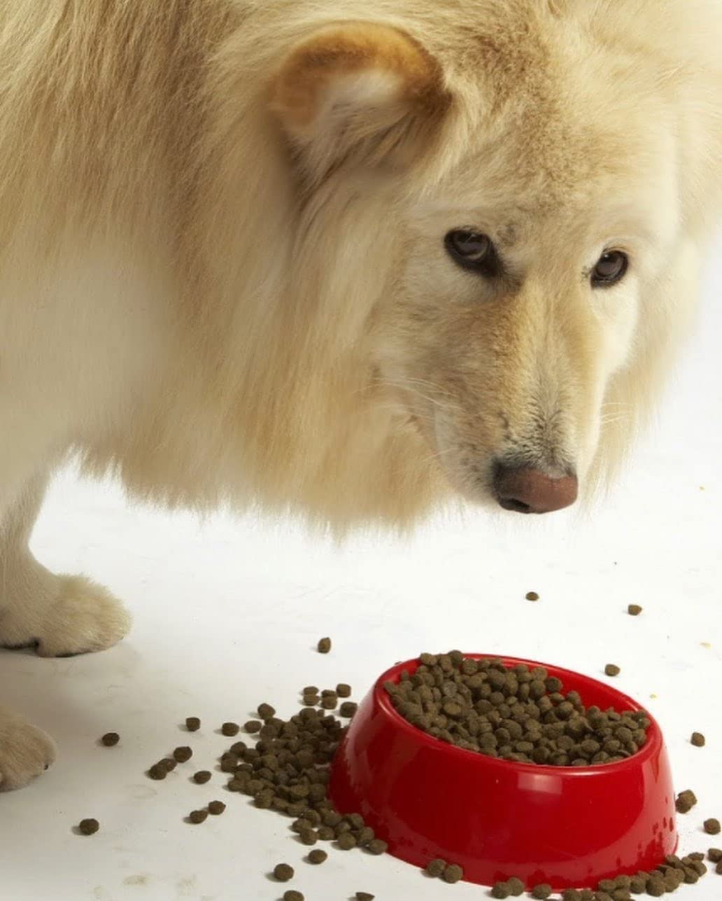 Evanger's grain-free recipe provides a novel protein option without corn, wheat, or soy.