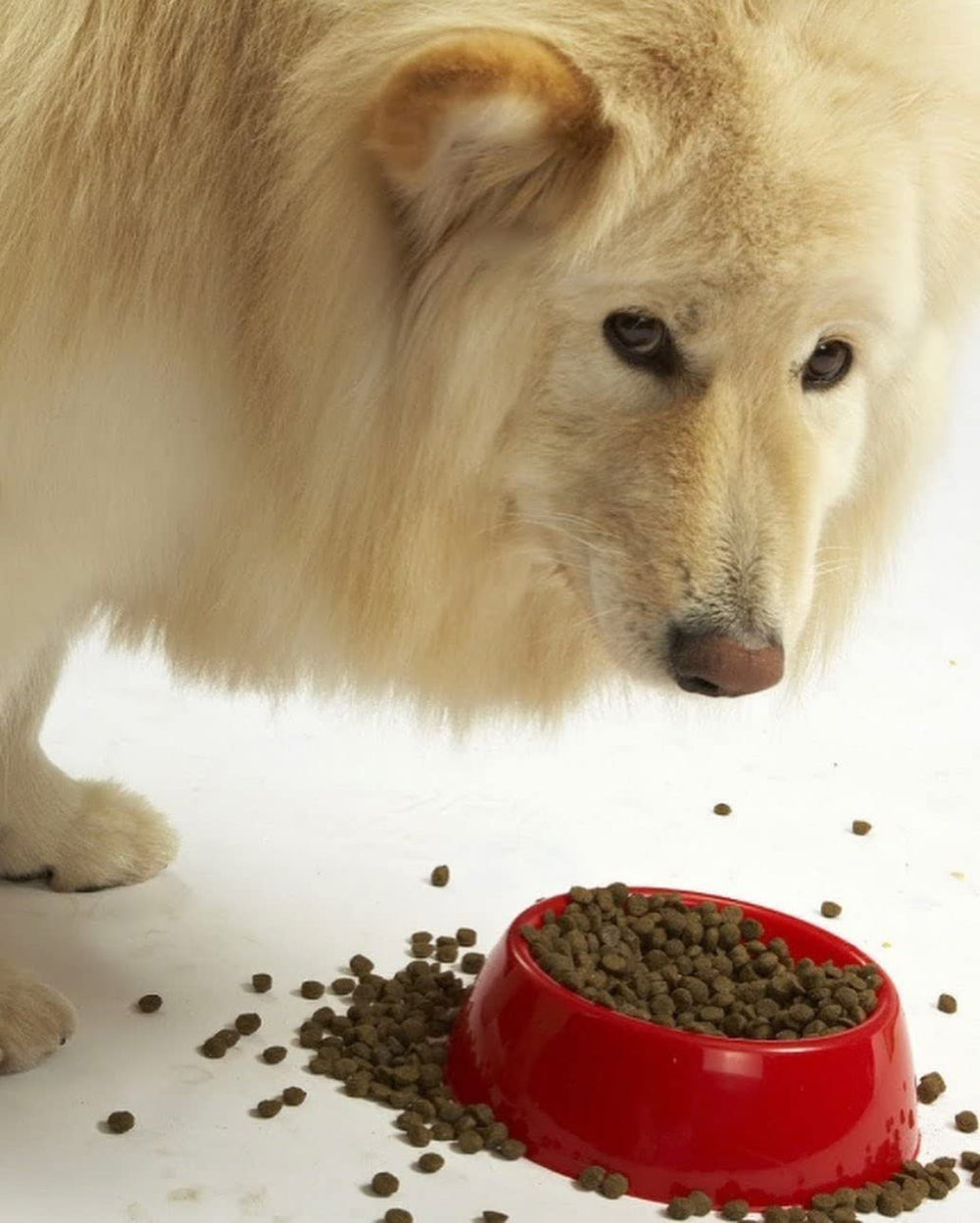 Evanger's grain-free recipe provides a novel protein option without corn, wheat, or soy.