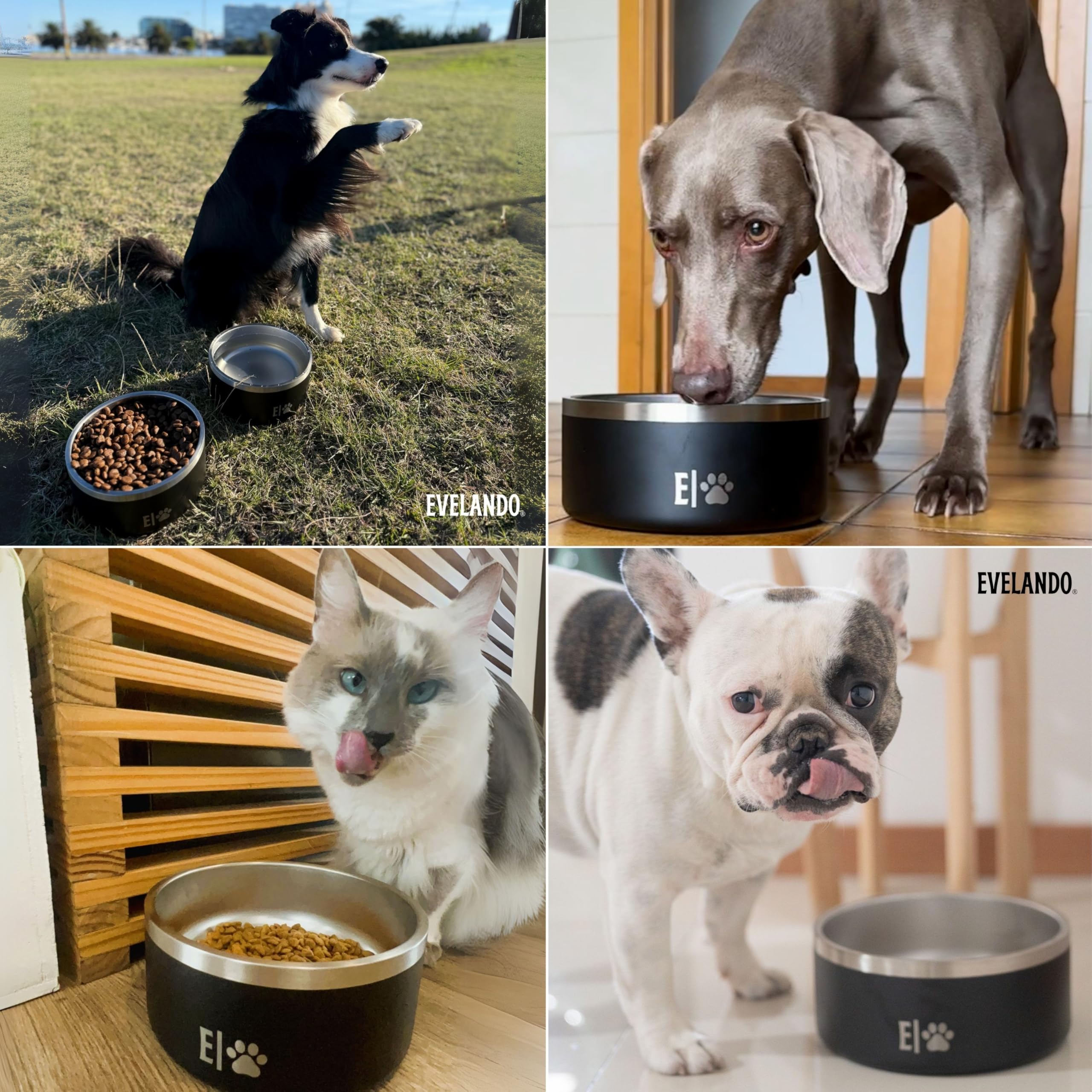 EVELANDO 64oz dog bowl durable design endures daily use.
