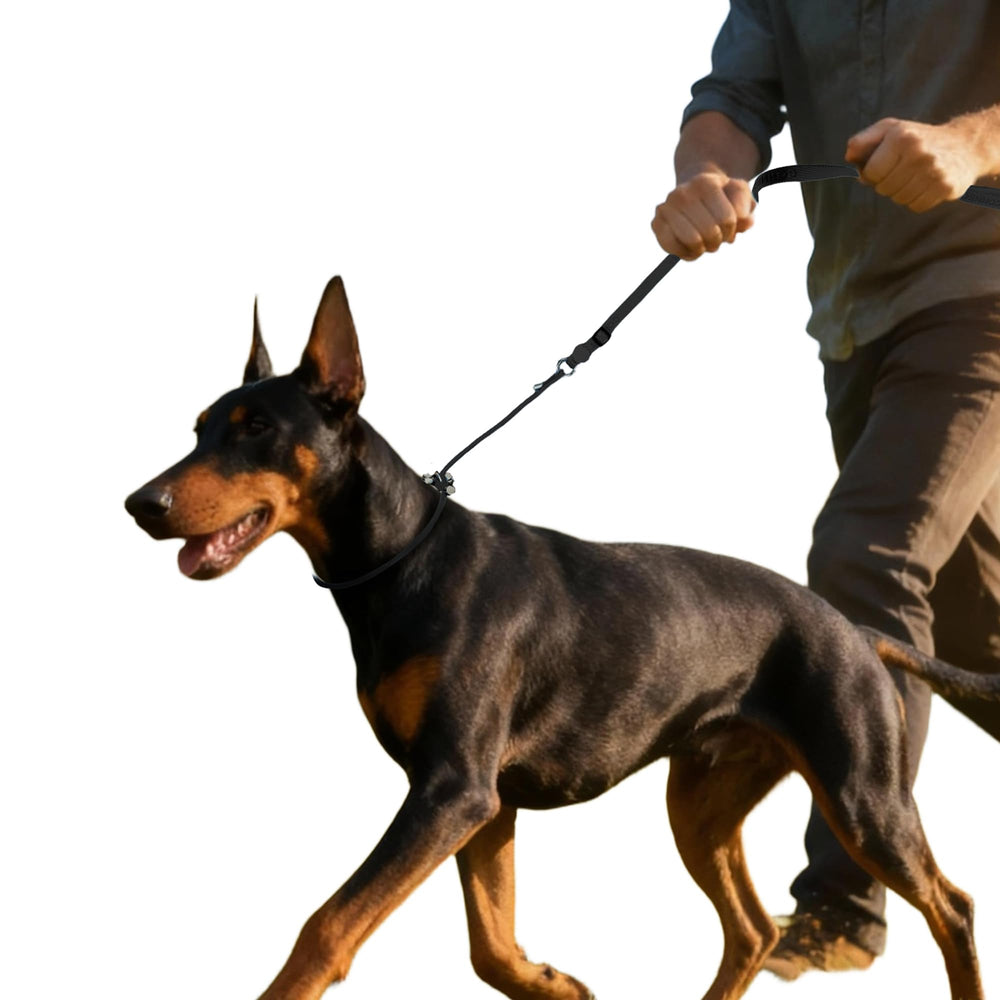 EverKing No-Pull Slip Leash 6ft with metal buckle for controlled, comfortable walks.