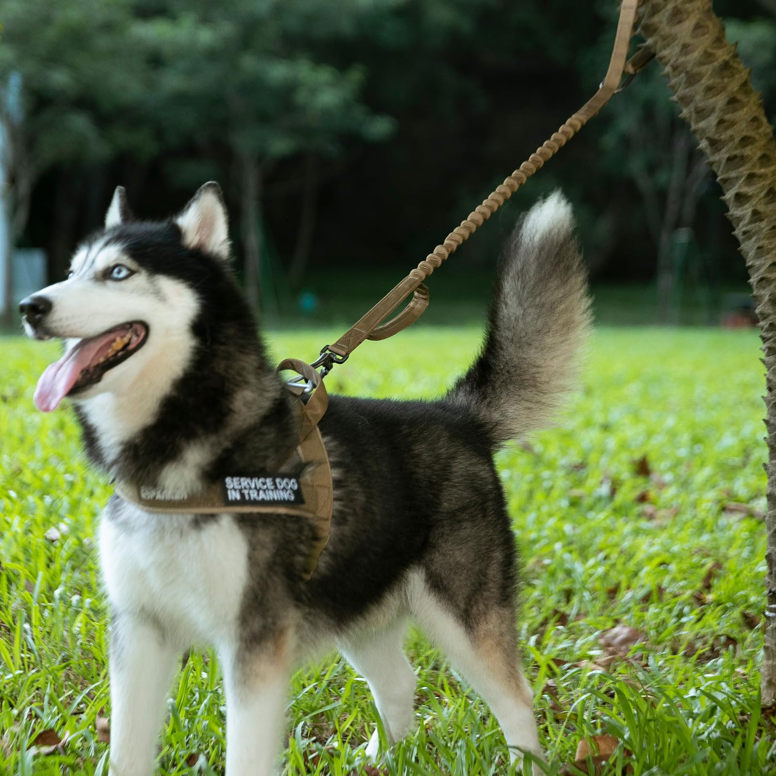 Training leash suitable for large and medium dogs.